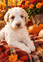 Lucy, a female Poodle - Multi-Colored Standard for sale in Wytheville, VA – 1 of 2