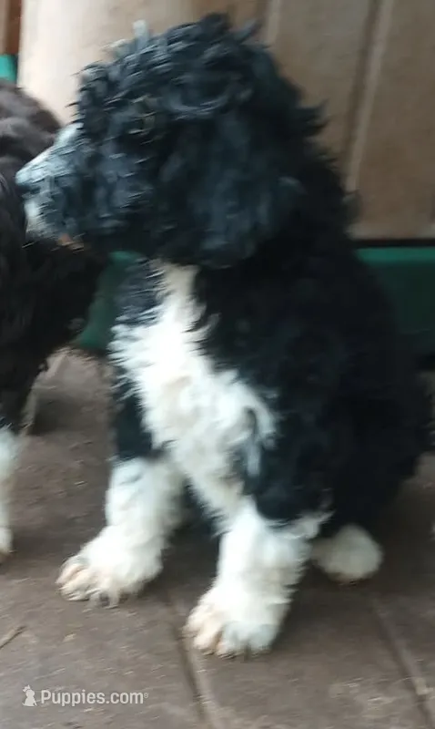 Girlie – Aussiedoodle puppy for sale in Wytheville, VA
