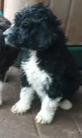 Girlie, a female Aussiedoodle for sale in Wytheville, VA – 1 of 1