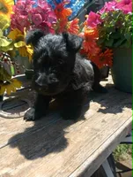 Sassy, a female Scottish Terrier for sale in Wytheville, VA – 1 of 2