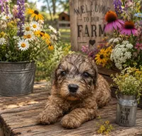 precious, a female Poodle - Toy  for sale in Wytheville, VA – 1 of 1