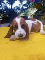 Brownie, a female Basset Hound for sale in Wytheville, VA – 3 of 3