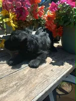 Sassy, a female Scottish Terrier for sale in Wytheville, VA – 2 of 2