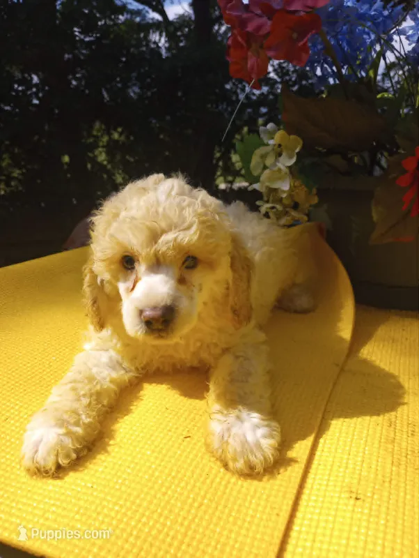 Joey – Poodle - Miniature  puppy for sale in Wytheville, VA