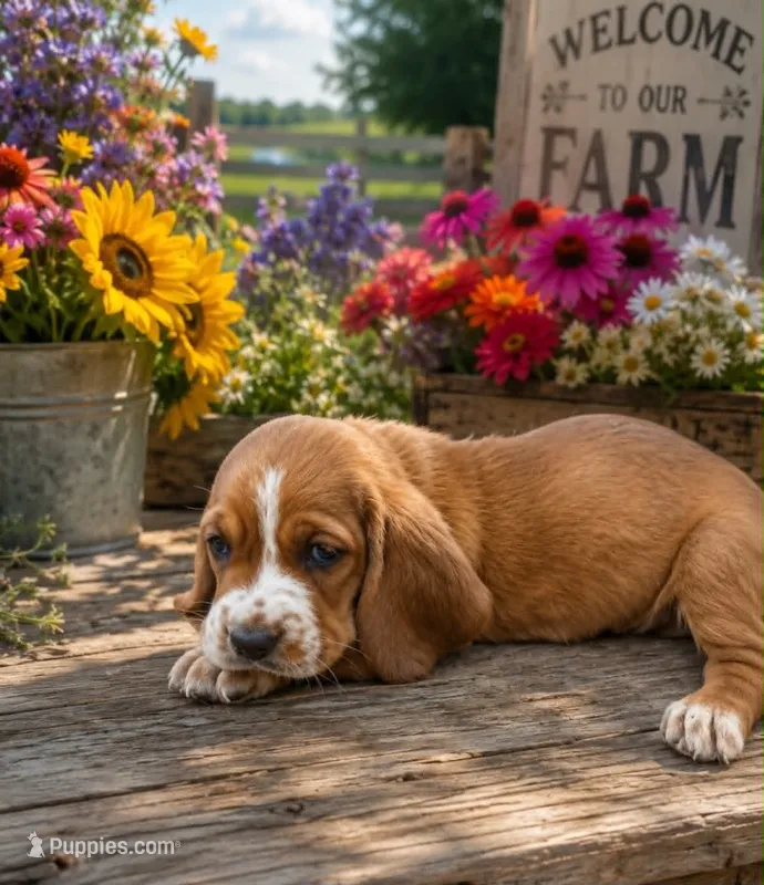 sweety – Basset Hound puppy for sale in Wytheville, VA