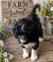 blue, a male Aussiedoodle for sale in Wytheville, VA – 1 of 1