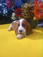 Brownie, a female Basset Hound for sale in Wytheville, VA – 2 of 3