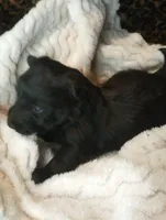 Sassy, a female Scottish Terrier for sale in Wytheville, VA – 2 of 2