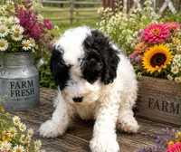 Spot, a male Poodle - Miniature  for sale in Wytheville, VA – 1 of 1