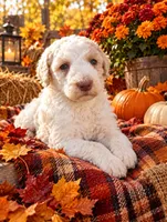 Lucy, a female Poodle - Multi-Colored Standard for sale in Wytheville, VA – 2 of 2