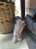 Puff puff, a female Australian Cattle Dog for sale in Gulfport, MS – 2 of 3