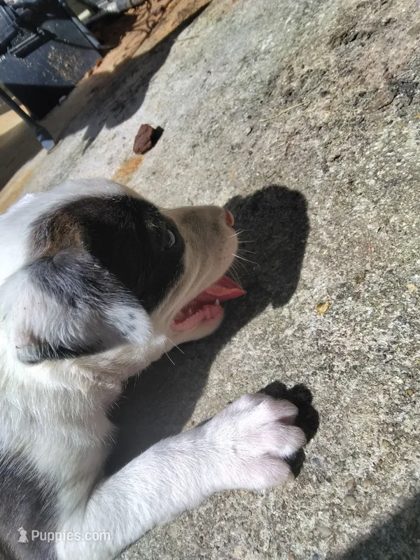 Puff puff – Australian Cattle Dog puppy for sale in Gulfport, MS