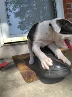 Puff puff, a female Australian Cattle Dog for sale in Gulfport, MS – 3 of 3