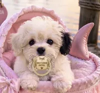 Munchkin ~ Baby Sharket 🦈, a male Miniature Bernedoodle for sale in Ocala, FL – 2 of 3