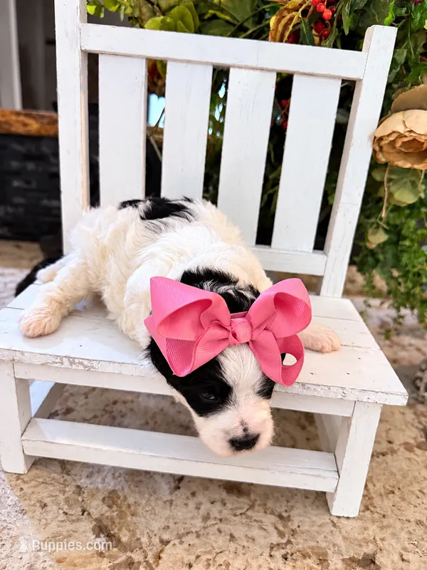 Nyla – Cavapoo puppy for sale in Ocala, FL