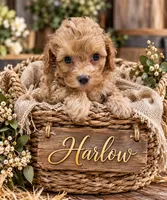 -Harlow , a male Poodle - Toy  for sale in Ocala, FL – 4 of 6