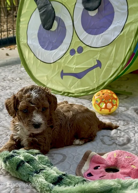 Akc-Little Pumpkin  – Poodle - Toy  puppy for sale in Ocala, FL