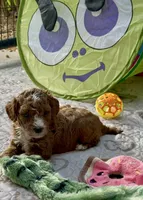 Akc-Little Pumpkin , a female Poodle - Toy  for sale in Ocala, FL – 6 of 8