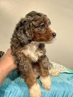 Beethoven~ both parents are BernedoodleS, a male Miniature Bernedoodle for sale in Ocala, FL – Photo 4 of 4