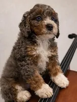 Beethoven~ both parents are BernedoodleS, a male Miniature Bernedoodle for sale in Ocala, FL – Photo 2 of 4