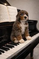 Beethoven~ both parents are BernedoodleS, a male Miniature Bernedoodle for sale in Ocala, FL – Photo 3 of 4