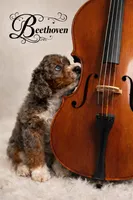 Beethoven~ both parents are BernedoodleS, a male Miniature Bernedoodle for sale in Ocala, FL – Photo 1 of 4