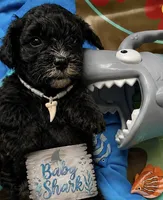 Munchkin ♥️ Baby Shark 🦈 , a male Miniature Bernedoodle for sale in Ocala, FL – 3 of 8