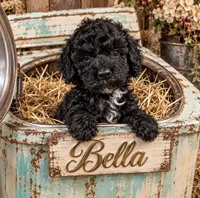 Bella, a female Poodle - Toy  for sale in Ocala, FL – 1 of 1
