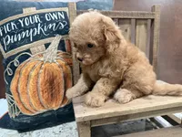 -Harlow , a male Poodle - Toy  for sale in Ocala, FL – 2 of 6