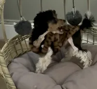Akc ~ Panda 🐼 , a male Poodle - Toy  for sale in Ocala, FL – 4 of 5