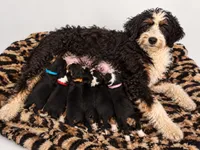 Blue, a male Miniature Bernedoodle for sale in Ocala, FL – 2 of 4
