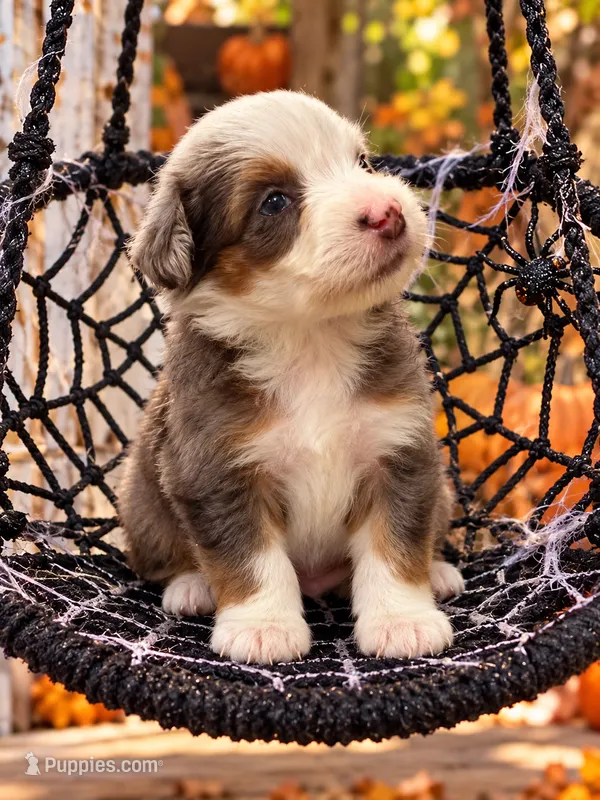 Casper – Miniature Bernedoodle puppy for sale in Ocala, FL