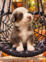 Casper, a male Miniature Bernedoodle for sale in Ocala, FL – 1 of 2