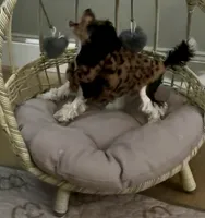 Akc ~ Panda 🐼 , a male Poodle - Toy  for sale in Ocala, FL – 3 of 5