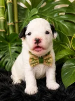 Munchkin , a male Miniature Bernedoodle for sale in Ocala, FL – 1 of 1