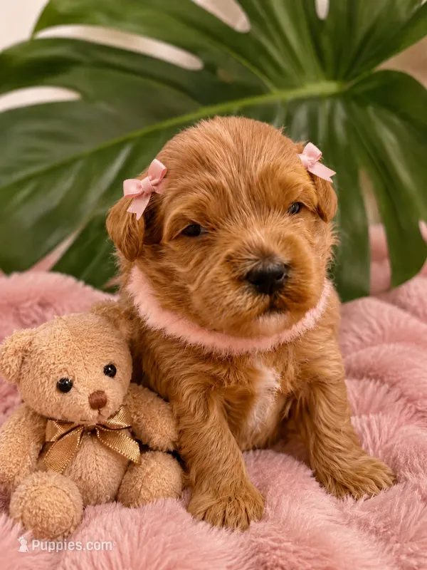 Munchkin  – Miniature Bernedoodle puppy for sale in Ocala, FL