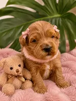 Munchkin , a female Miniature Bernedoodle for sale in Ocala, FL – 1 of 2