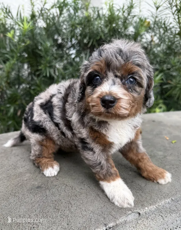 Grace – Cavapoo puppy for sale in Ocala, FL
