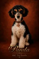 AKC ~ Panda 🐼 , a male Poodle - Toy  for sale in Ocala, FL – 1 of 1