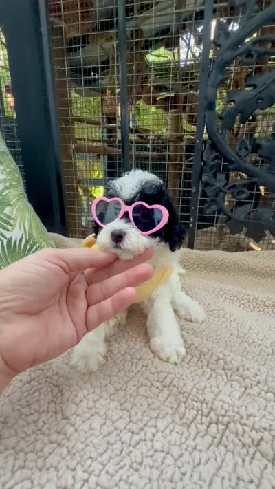 Akc Russain blood lines - Dotty , a female Poodle - Toy  for sale in Ocala, FL – 6 of 7