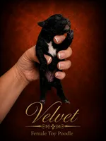 Velvet, a female Poodle - Toy  for sale in Ocala, FL – 1 of 1