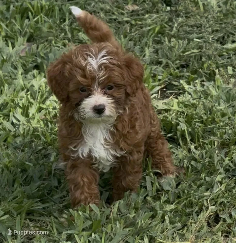 Toy/ mini  – Miniature Goldendoodle puppy for sale in Ocala, FL