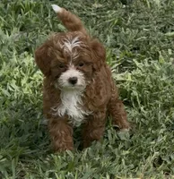 Toy/ mini , a male Miniature Goldendoodle for sale in Ocala, FL – Photo 1 of 2