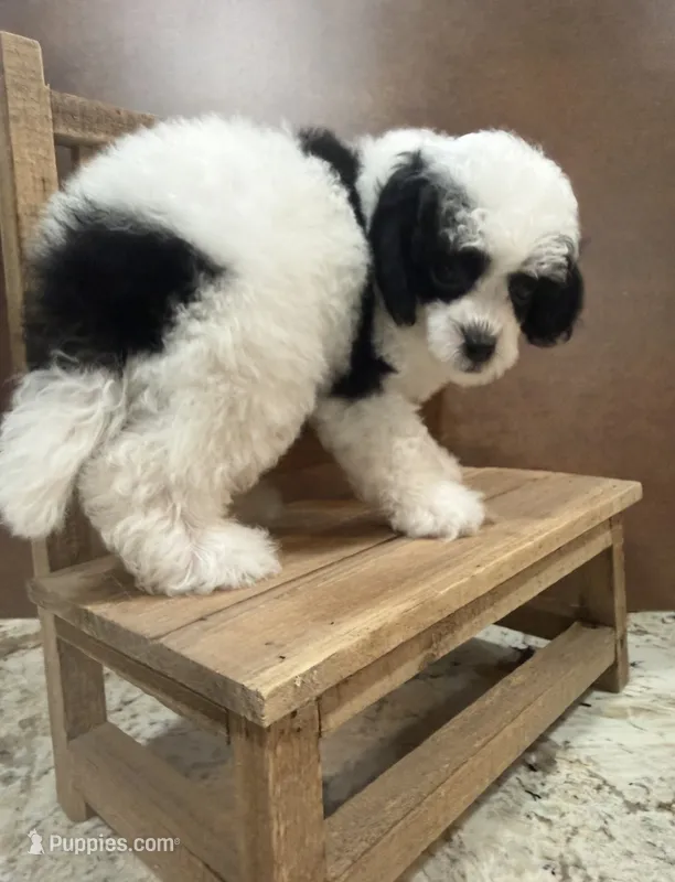 Tux – Poodle - Toy  puppy for sale in Ocala, FL
