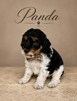 Akc ~7 lbs Panda 🐼 Embark tested, a male Poodle - Toy  for sale in Ocala, FL – 6 of 8