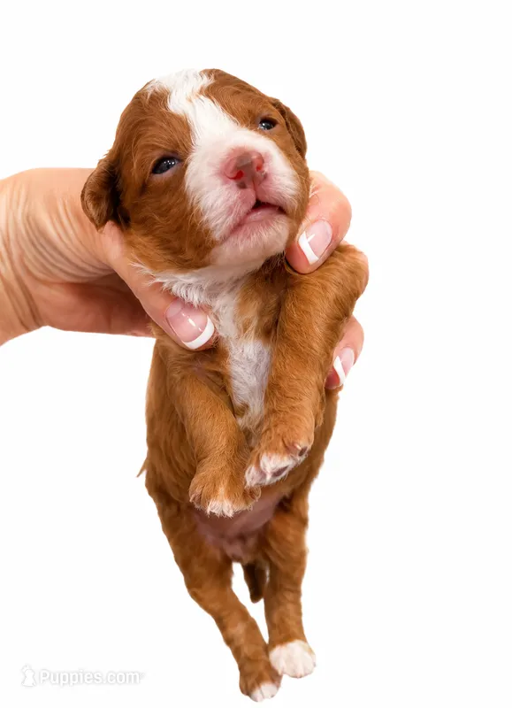 Akc-Little Pumpkin  – Poodle - Toy  puppy for sale in Ocala, FL
