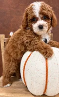 Akc-Little Pumpkin , a female Poodle - Toy  for sale in Ocala, FL – 2 of 8
