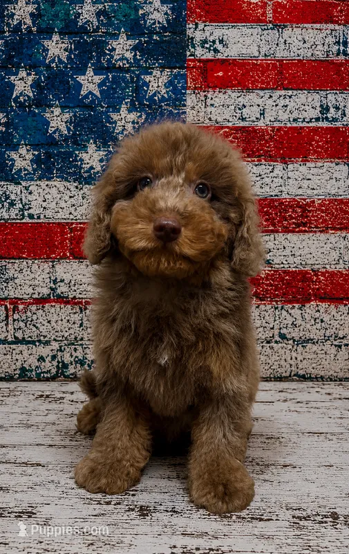 Happy -Micro choc phantom merle – Miniature Bernedoodle puppy for sale in Ocala, FL