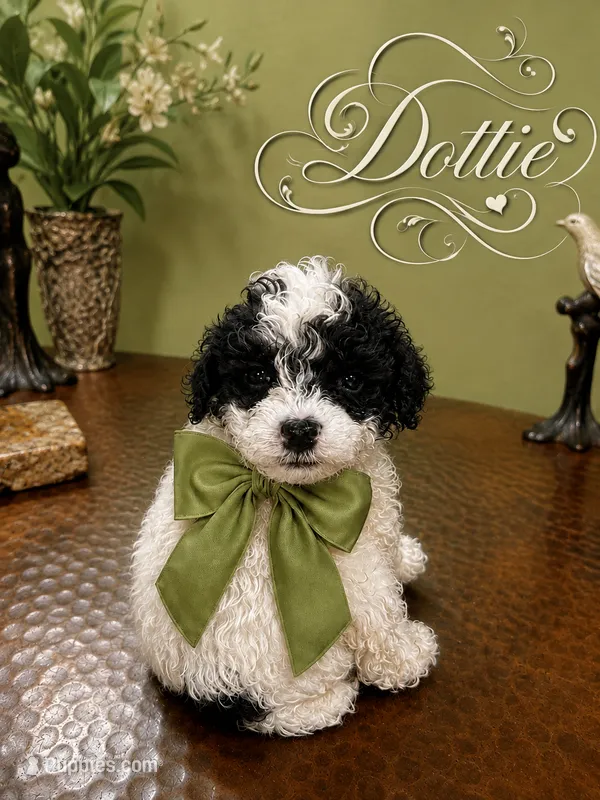 Akc - Dotty  – Poodle - Toy  puppy for sale in Ocala, FL