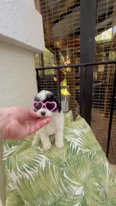 Dottie Russian blood lines , a female Poodle - Toy  for sale in Ocala, FL – 7 of 8